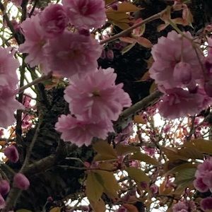 Meet your Posher, Bri